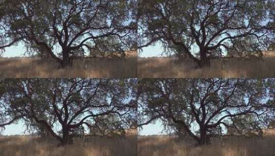 草原上的加州橡树高清在线视频素材下载