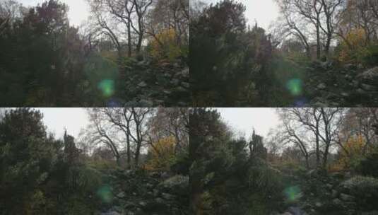 公园里的树木和岩石景观高清在线视频素材下载