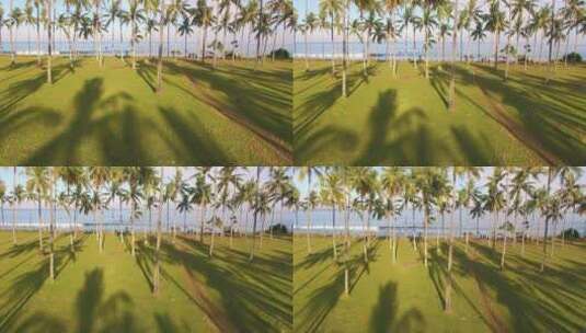 海滩上的棕榈树上升拍摄镜头高清在线视频素材下载