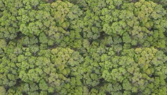 俯拍绿色植物森林高清在线视频素材下载