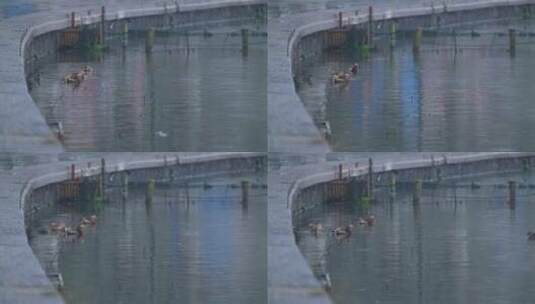 192 杭州 西湖 下雨天 鸳鸯 鸟高清在线视频素材下载