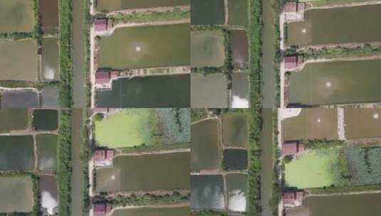 航拍鱼米之乡洞庭湖农业养殖种植高清在线视频素材下载