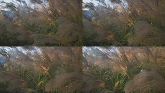 实拍秋天芦苇野草植物高清在线视频素材下载