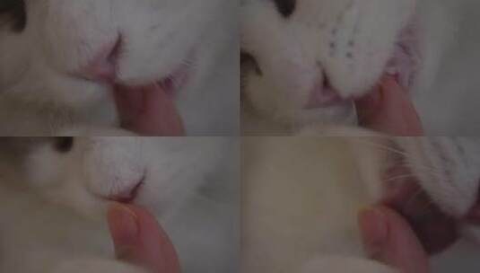 布偶猫咪舔手猫舌头倒刺高清在线视频素材下载