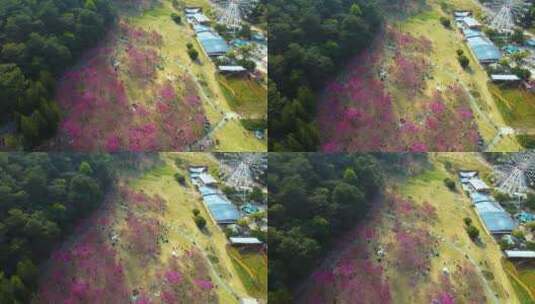 航拍石门森林公园樱花高清在线视频素材下载
