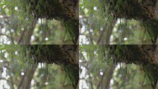 森林深处的大雨高清在线视频素材下载