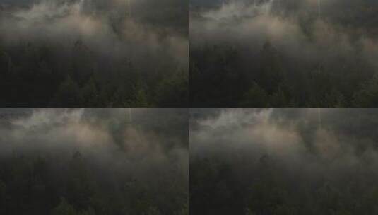 云雾森林上空的空中旅行高清在线视频素材下载