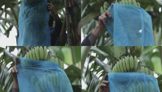 海南雷州半岛 香蕉套袋高清在线视频素材下载