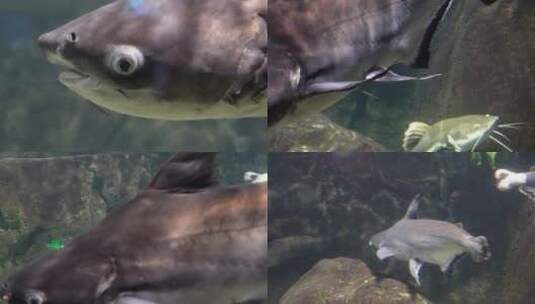 【镜头合集】海洋馆鱼类鲨鱼鲶鱼高清在线视频素材下载