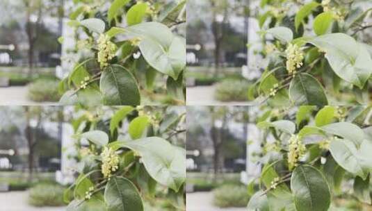 金秋十月盛开的桂花高清在线视频素材下载
