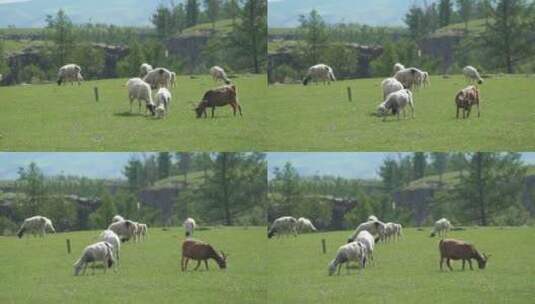 一群山羊在平原上吃草高清在线视频素材下载