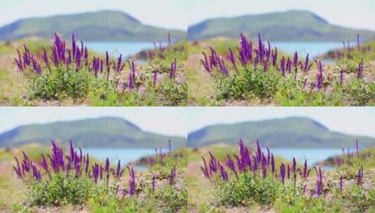 湖边的紫花随风飘动高清在线视频素材下载