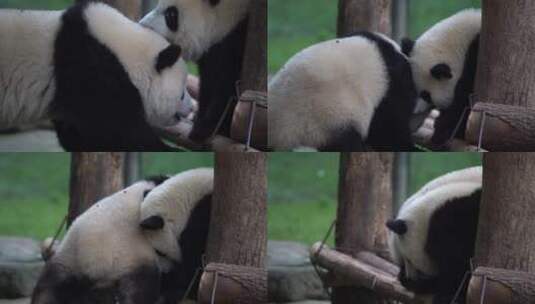 亲昵的熊猫高清在线视频素材下载