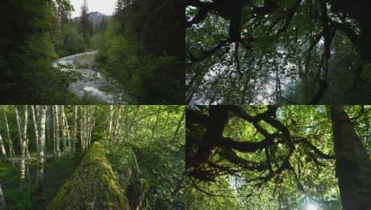 夏日原始雨林树木河流小溪云雾阳光合集高清在线视频素材下载