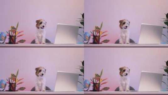 小狗梗坐在桌子前，在笔记本电脑前看视频高清在线视频素材下载