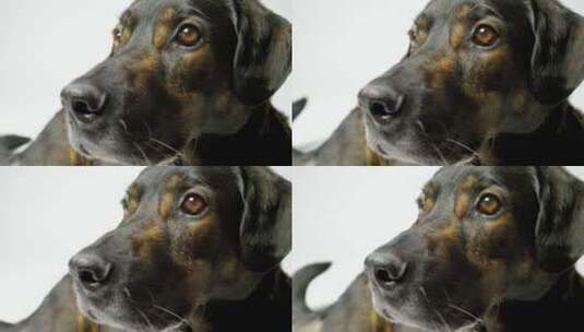 照片工作室的狗脸特写高清在线视频素材下载
