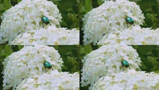 绣球花序上的青铜甲虫高清在线视频素材下载