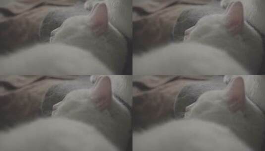 可爱的各种形态模样的小猫咪高清在线视频素材下载