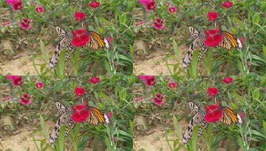 美丽蝴蝶昆虫高清在线视频素材下载