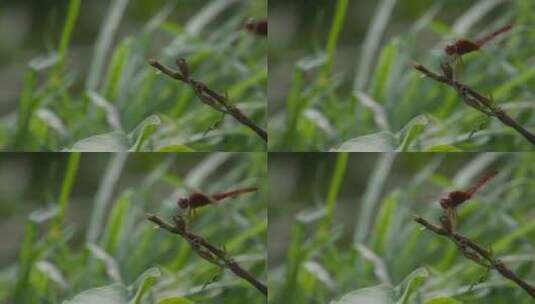 特写 家乡的红色蜻蜓高清在线视频素材下载