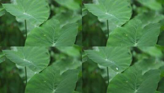 植物雨景高清在线视频素材下载