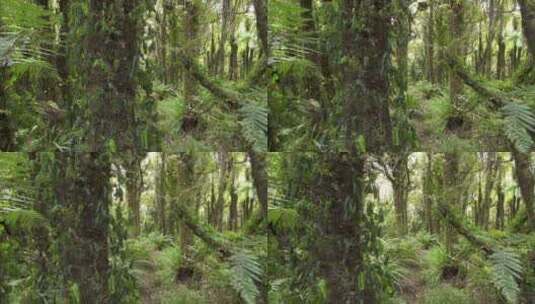 绿色森林全景景观高清在线视频素材下载
