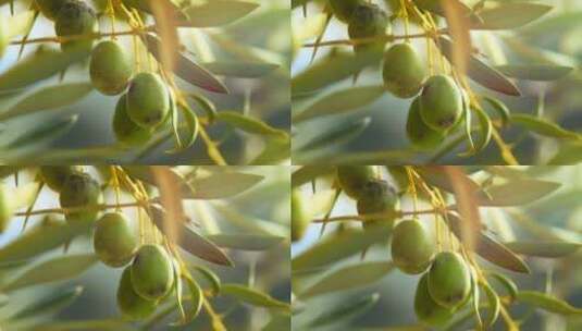 树枝上成熟的橄榄果实高清在线视频素材下载