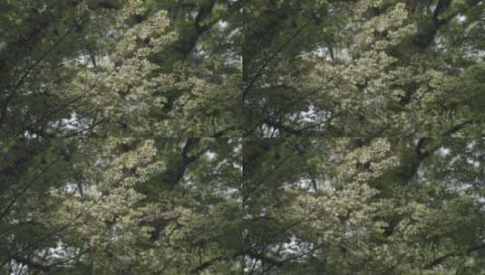 自然森林树木树叶4K高清在线视频素材下载