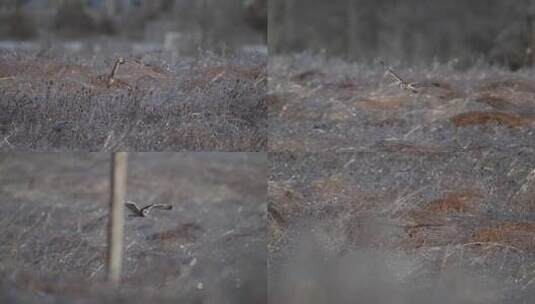 猫头鹰低空飞行觅食慢镜头合集高清在线视频素材下载
