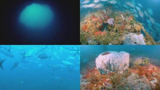 水下拍摄各类海洋生物高清在线视频素材下载