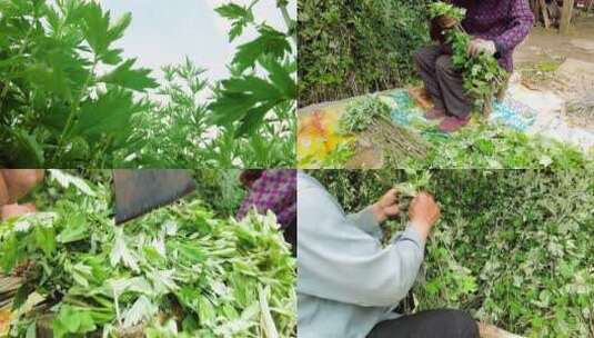 艾草种植基地高清在线视频素材下载