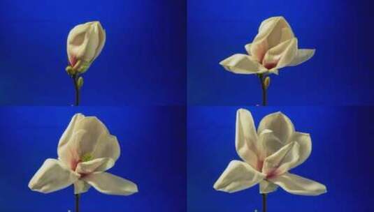 盛开的鲜花 (3)高清在线视频素材下载