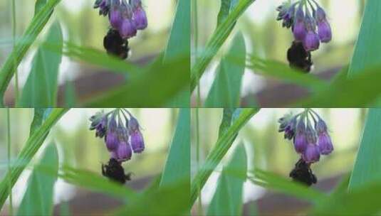 紫罗兰花朵上采蜜的蜜蜂高清在线视频素材下载