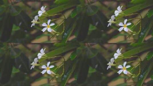 雨中的白色花瓣高清在线视频素材下载