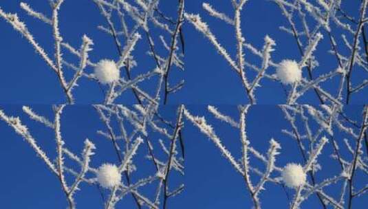 大兴安岭雪枝摇曳高清在线视频素材下载