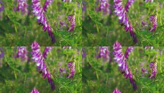 初夏草地上野花和蜜蜂高清在线视频素材下载
