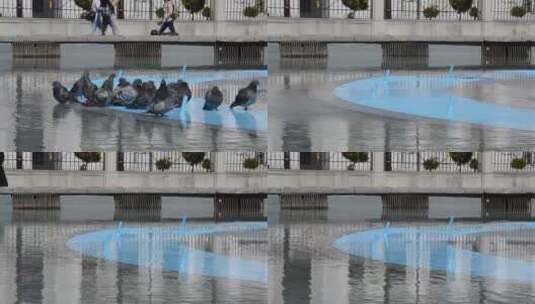 鸽子在喷泉边缘上高清在线视频素材下载