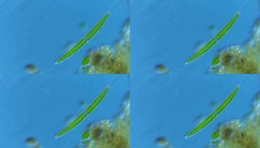 显微镜下的微观世界微生物 新月藻1高清在线视频素材下载