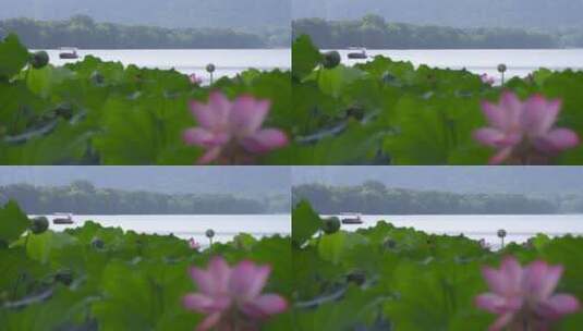 西湖上的舟船歌 荷花莲蓬美学高清在线视频素材下载