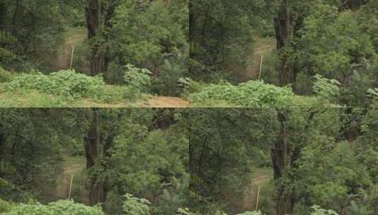 山区树木森林植物雨林高清在线视频素材下载
