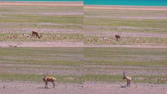 在草原上吃草的一只藏羚羊高清在线视频素材下载
