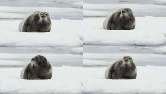 冰层上的海豹高清在线视频素材下载