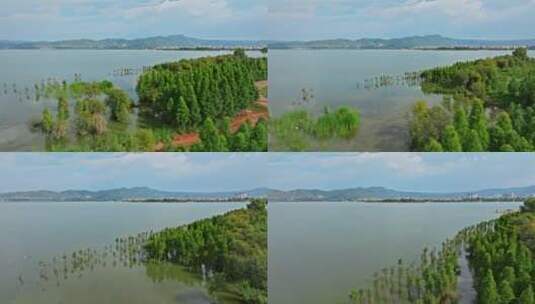 【正版素材】玉溪江川湿地公园航拍0551高清在线视频素材下载