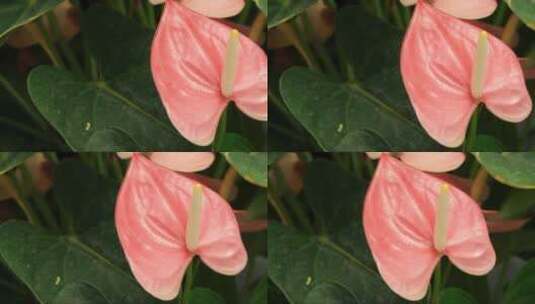 苗圃里的菊花。 (2)高清在线视频素材下载