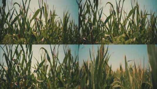 玉米 农产品 农业 三农 农民 田野高清在线视频素材下载