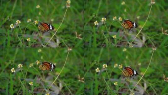帝王蝶站在花丛中高清在线视频素材下载
