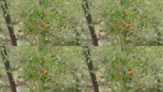 绿植植物高清在线视频素材下载