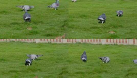 草地草坪上觅食的鸽子高清在线视频素材下载