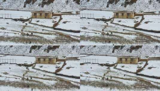 航拍川藏线上大雪覆盖的牧民村庄高清在线视频素材下载
