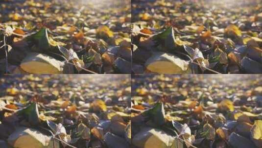 秋天阳光下的落叶高清在线视频素材下载